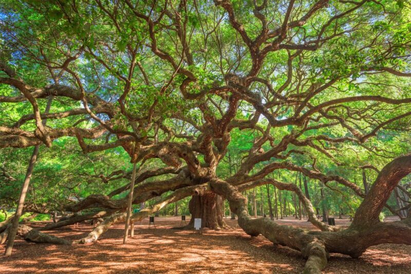 Charleston: Wadmalaw Island Wine Tasting and Tea Garden Trip - Practical Details and Tips