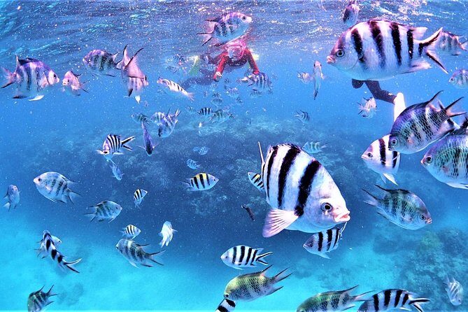 Charter Snorkeling (near Churaumi Aquarium) Free photo gift - What You Can Expect from the Tour