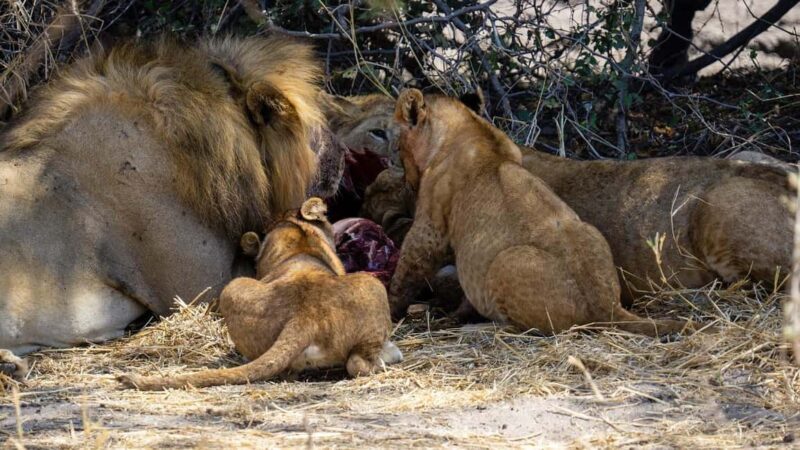 Cheap Tanzania safari: 2 Days Selous from zanzibar - A Closer Look at the 2-Day Selous Safari Itinerary