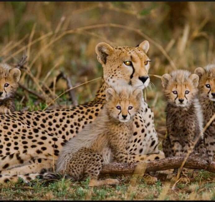 Cheetah Encounter and Cape Wine Tasting Tour. - An Introduction to the Tour