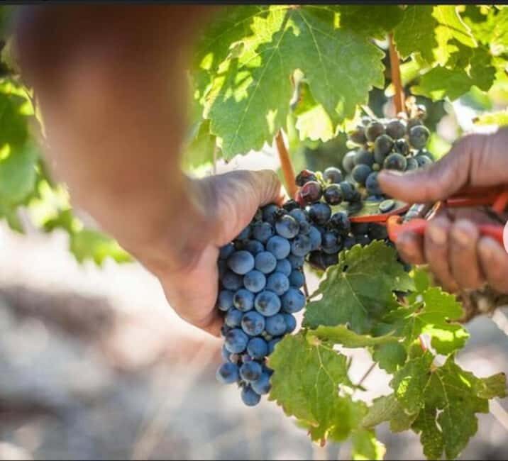 Cheetah Encounter and Cape Wine Tasting Tour. - What’s Included and What’s Not