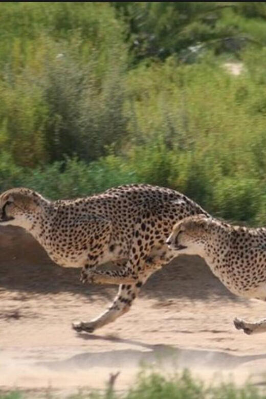 Cheetah Encounter and Cape Wine Tasting Tour. - Why This Tour Offers Good Value