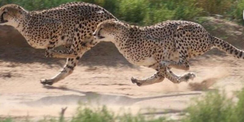 Cheetah Encounter and Cape Wine Tasting Tour. - Frequently Asked Questions