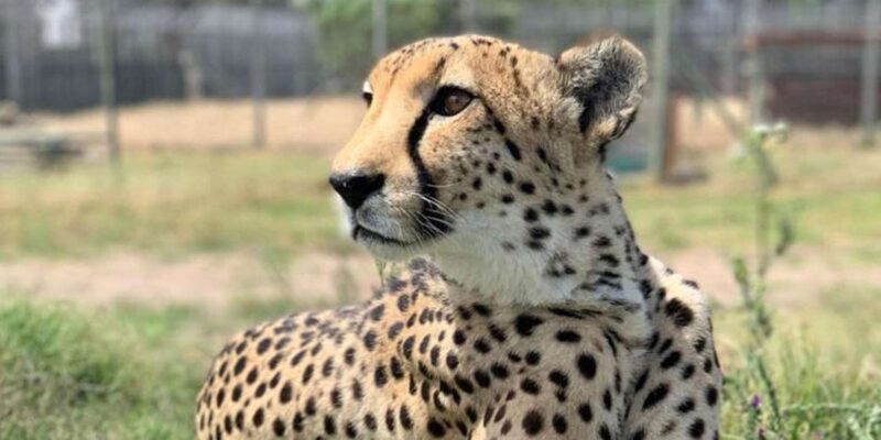 Cheetah Outreach and Award-Winning Winelands Full Day Tour - Who Will Love This Tour?