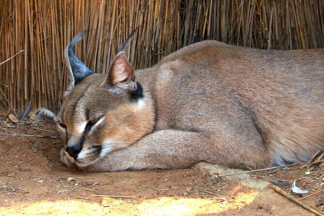 Cheetah + Wild dog Sanctuary, Tribal Dance Lunch + Lion Park - A Full-Day Journey into South Africa’s Wildlife and Culture