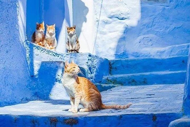 Chefchaouen Day Trip! The Blue City (Private Tour) - Value and Practical Tips