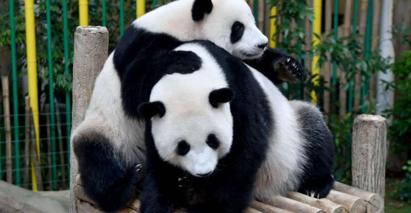 Chengdu: 2 Days Panda, Leshan Buddha and Emeishan Group Tour - Final Thoughts