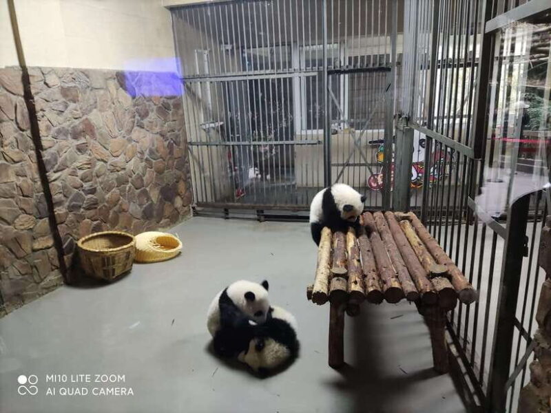 Chengdu: 3-Day Panda Base, Giant Buddha, and Ancient Town - Day 3: Wrapping Up and Heading Home