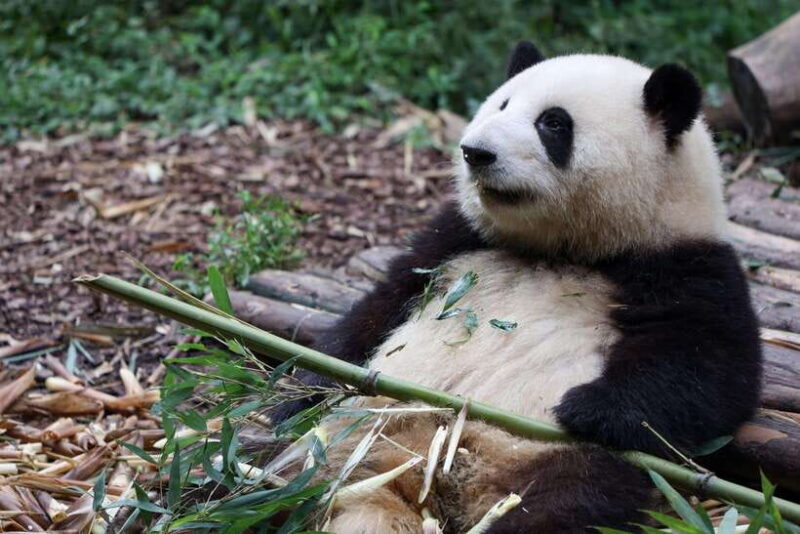 Chengdu: 3-Day Private Tour with Panda and Buddha - FAQ