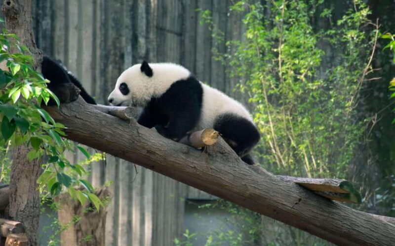 Chengdu: 7-Day Private Tour with Mt.E-mei and Jiuzhaigou - An In-Depth Look at the Itinerary and Experiences