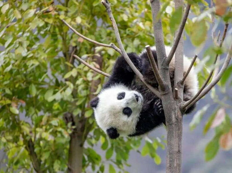 Chengdu: 9-Day Western Sichuan Self-Drive Tour - FAQ