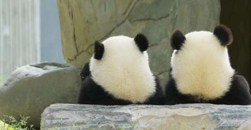 Chengdu: Chengdu Day Trip with Giant Panda and Leshan Buddha - Key Points