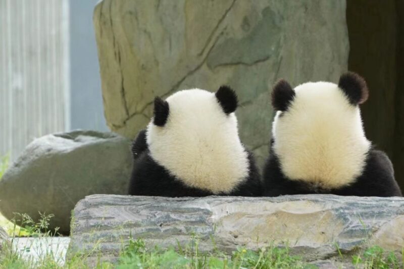 Chengdu: Chengdu Day Trip with Giant Panda and Leshan Buddha - An In-Depth Look at the Tour Experience