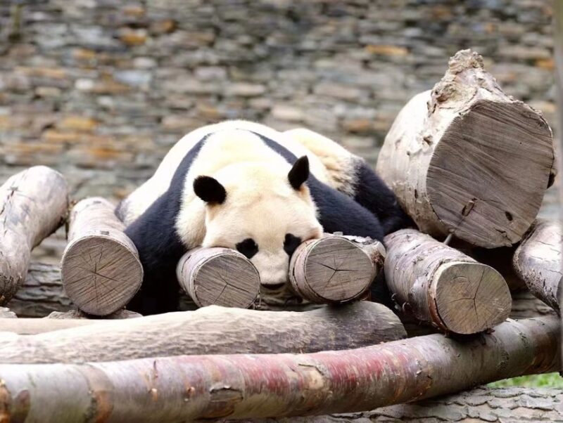 Chengdu: Chengdu Day Trip with Giant Panda and Leshan Buddha - Final Word