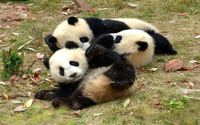 Chengdu downtown essences private day tour - Frequently Asked Questions
