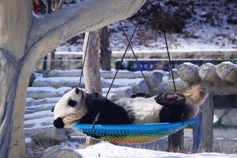 Chengdu: Dujiangyan Panda Volunteer Program with Lunch - The Value Proposition
