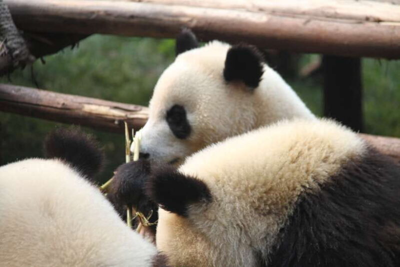 Chengdu: Giant Panda and Leshan Buddha Sall Group Day Tour - What’s Included & What You Should Budget For