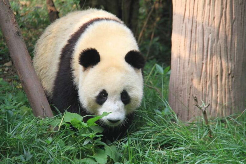 Chengdu: Giant Panda and Leshan Buddha Sall Group Day Tour - Who Would Love This Tour?