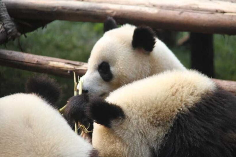 Chengdu: Giant Panda and Leshan Buddha Sall Group Day Tour - FAQ