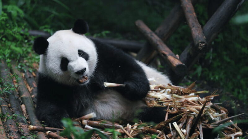 Chengdu: Giant Panda Base Reservation and Entry - Key Points