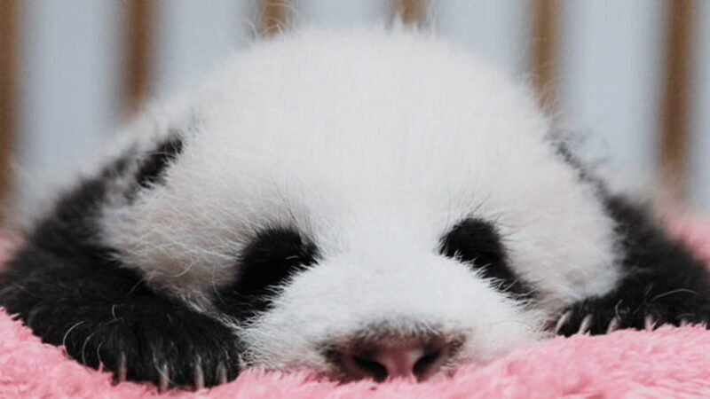 Chengdu: Giant Panda Base Reservation and Entry - What You Can Expect from the Tour