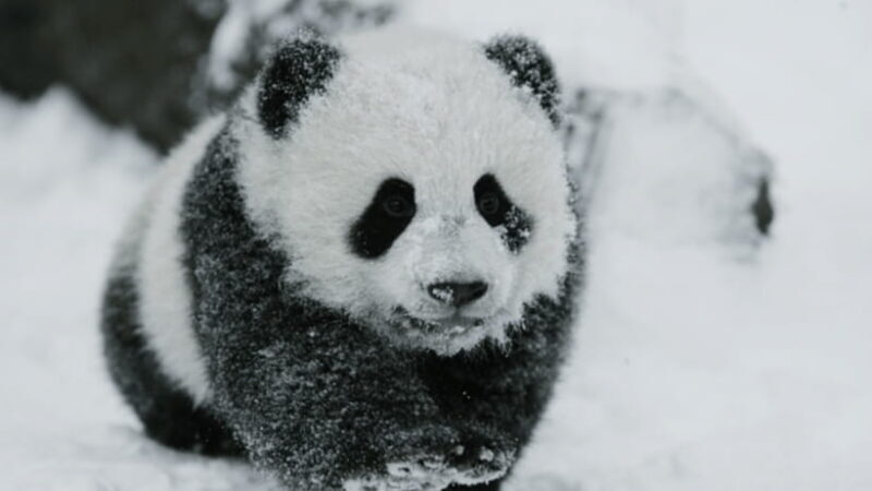 Chengdu: Giant Panda Base Reservation and Entry - Practical Tips for Visitors