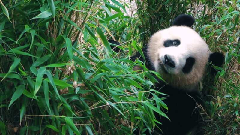 Chengdu: Giant Panda Base Reservation and Entry - Final Thoughts