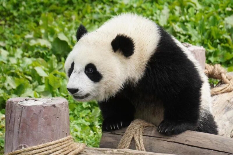 Chengdu: Giant Panda Breeding Research Base Ticket - Exploring the Panda Base: What You Can Expect
