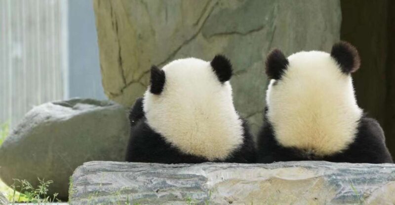 Chengdu: Giant Panda Breeding Research Base Ticket - Detailed Breakdown of the Itinerary