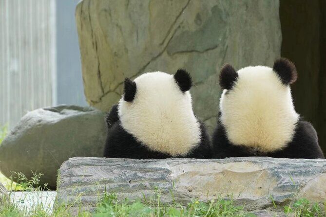 Chengdu Giant Panda Breeding Research Base Ticket - Why You’ll Love the Chengdu Panda Experience