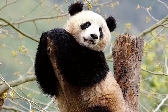 Chengdu Giant Panda Breeding Research Base Ticket - The Booking Process and Cost-Value Analysis