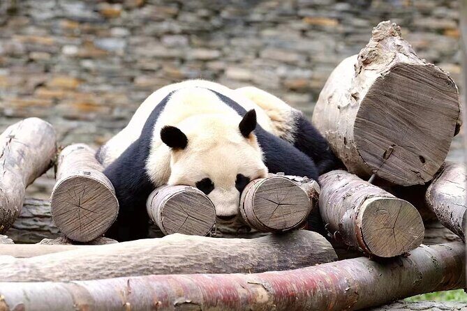 Chengdu Giant Panda Breeding Research Base Ticket - Authentic Visitor Experiences