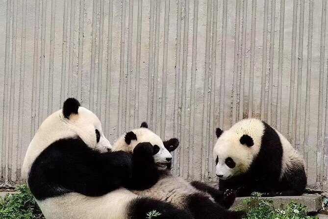 Chengdu Giant Panda Breeding Research Base Ticket - The Sum Up