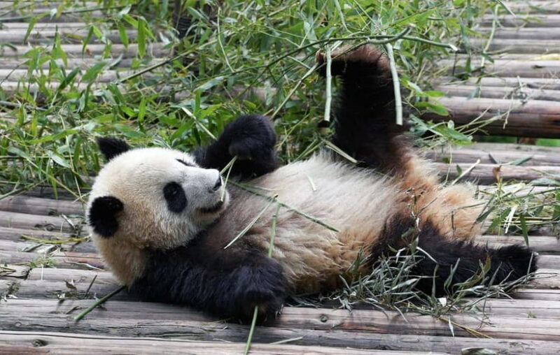 Chengdu Giant Panda: Panda Base or Shenshuping (optional) - An Honest Look at Chengdus Panda Encounters