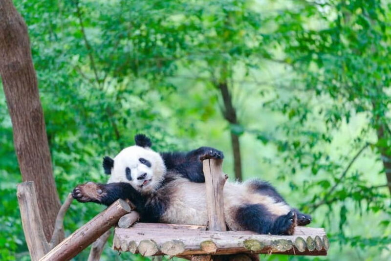 Chengdu Giant Panda: Panda Base or Shenshuping (optional) - Key Points