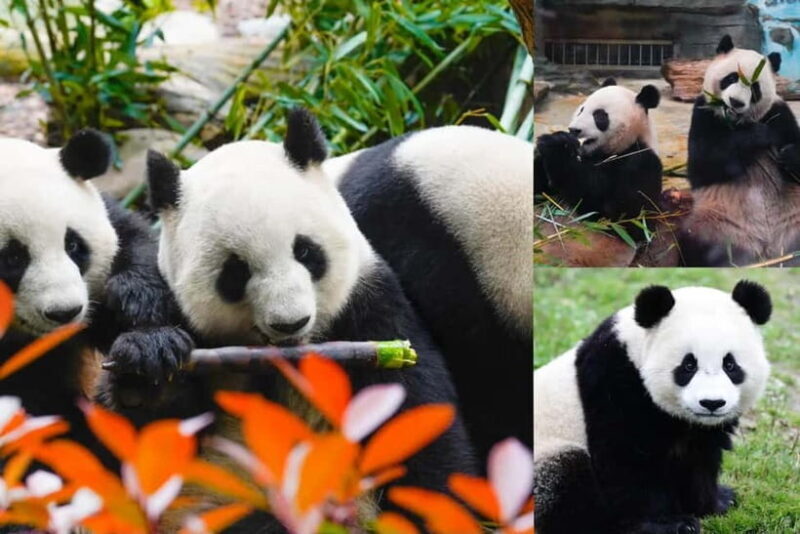 Chengdu Giant Panda: Panda Base or Shenshuping (optional) - What to Expect on Your Panda Tour