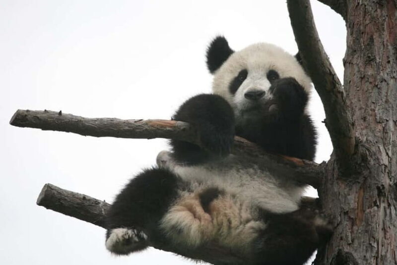 Chengdu Giant Panda: Panda Base or Shenshuping (optional) - Who Should Book This Tour?