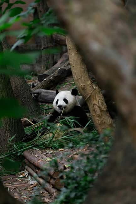 Chengdu: Half-Day Panda Base Tour with Guide Option - An In-Depth Look at the Chengdu Panda Base Tour