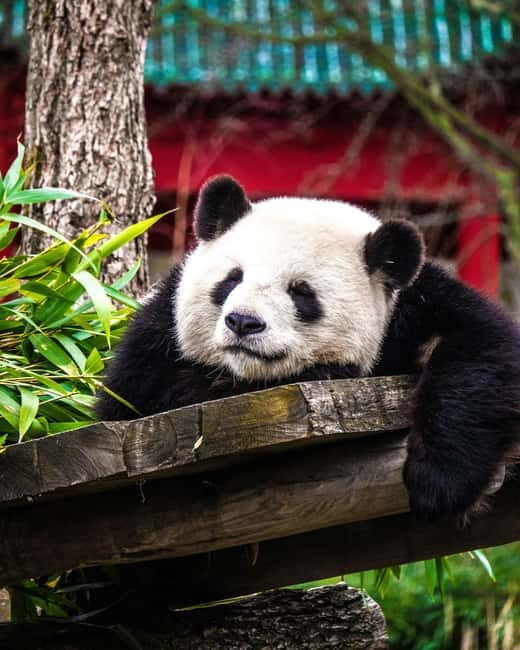 Chengdu: Half-Day Panda Base Tour with Guide Option - Final Thoughts