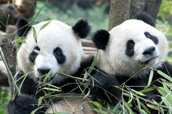 Chengdu Night Cruise Tour including Hotpot Dinning Experience - The Sum Up: Who Should Consider Booking?