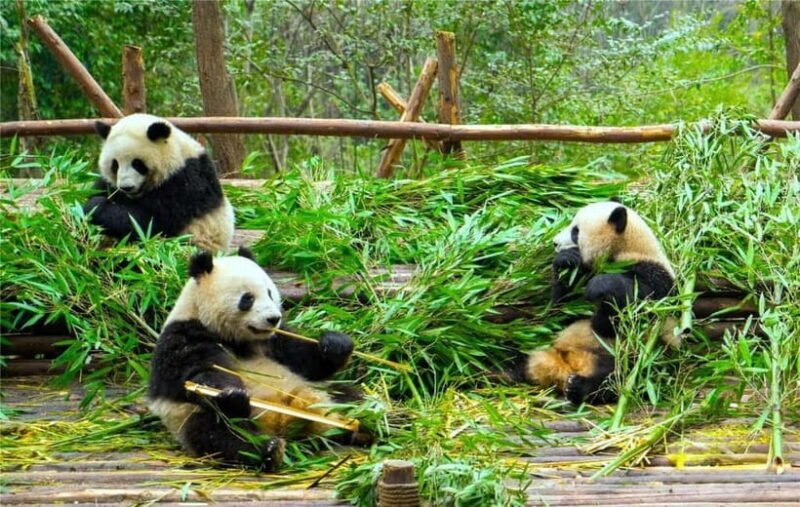 Chengdu Panda Base and Luodai Ancient Town One-Day Tour - Key Points