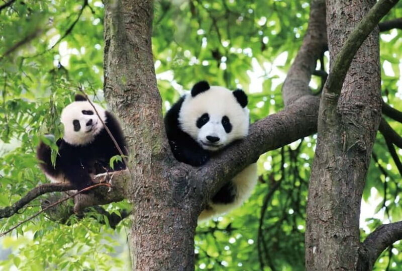 Chengdu Panda Base and Luodai Ancient Town One-Day Tour - An In-Depth Look at the Itinerary