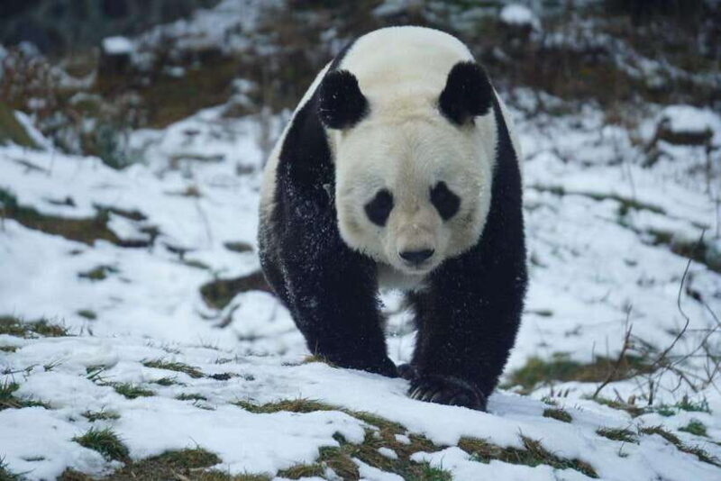 Chengdu: Panda Base, Farmer's Market, and Cooking Class - Hands-On Cooking with a Local Chef