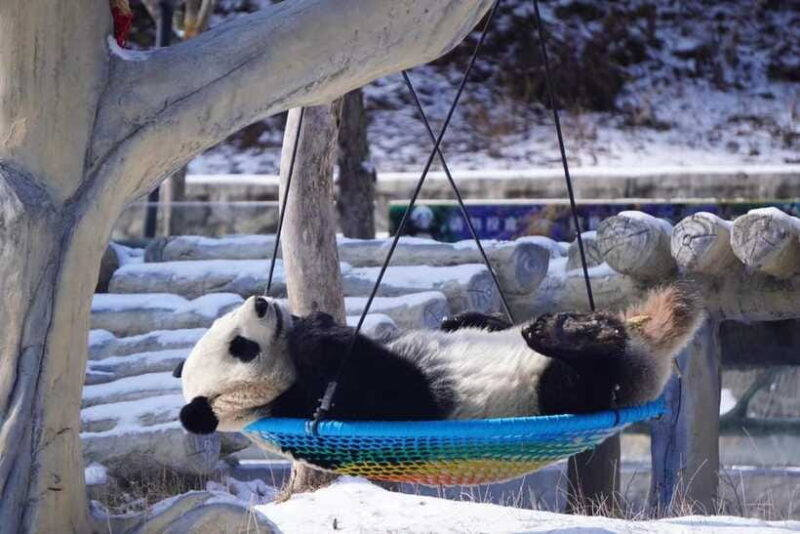 Chengdu: Panda Base, Farmer's Market, and Cooking Class - Final Thoughts