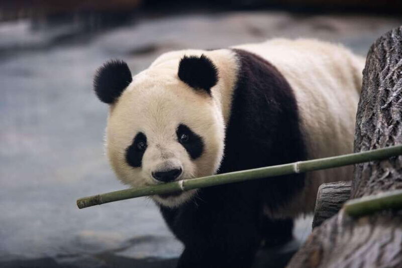 Chengdu: Panda Base Half Day Group Tour - Key Points