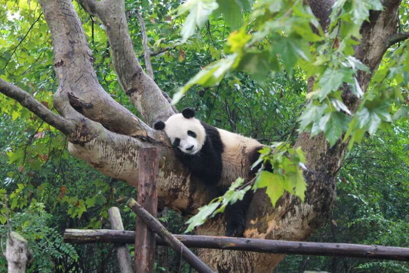 Chengdu: Panda Base Half Day Group Tour - Is It Worth It?