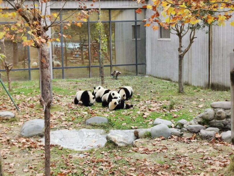 Chengdu: Panda Base Half Day Group Tour - Who Should Consider This Tour?