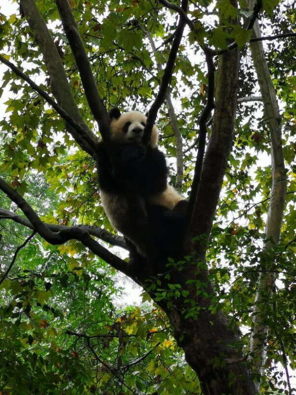 Chengdu: Panda Base Half Day Group Tour - Final Thoughts
