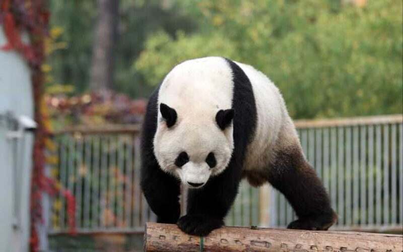 Chengdu: Panda Base Half Day Group Tour - FAQs