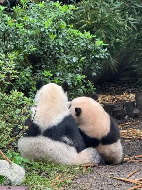 Chengdu: Panda Base/Leshan Buddha/Emei/City Day Tour-Options - An In-Depth Look at the Tours